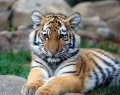 754px-Big_Tiger_Cub.jpg