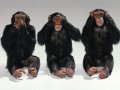monkeys_blind_deaf_dumb_improvisation_39981_1600x1200.jpg