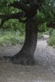 08 Woodland of the forty.jpg