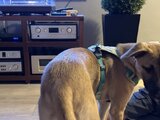 IMG_3622.jpeg