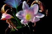 DSC_0319צ.jpg