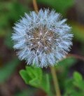 DSC_0057m3צ6.jpg