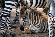 DSC_0245צ.jpg