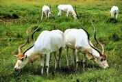 DSC_0261צ.jpg