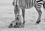 DSC_0409צ.jpg