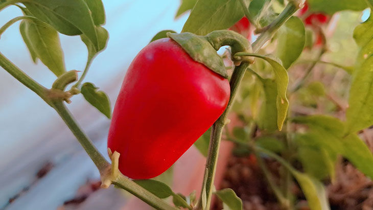 תמונות מפורטות בתנאי תאורה טובים תמונות מפורטות בתנאי תאורה טובים