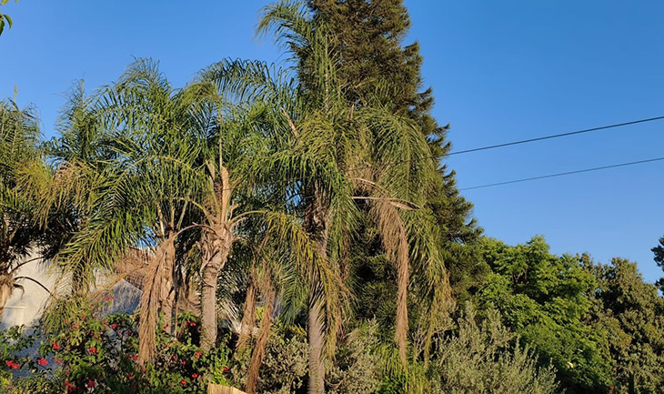 צילום טוב מאד בתנאי אור טובים