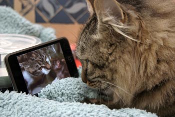 apple itouch
