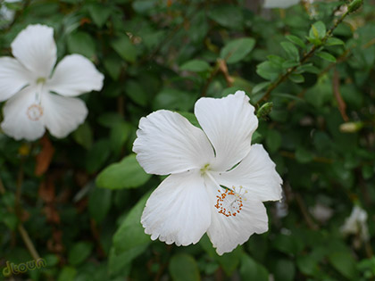 Panasonic GX7 image sample