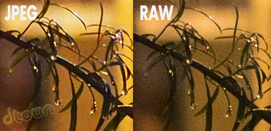 ISO 3200 JPEG VS RAW - אולימפוס E-M1 OM-D - ביקורת מצלמה