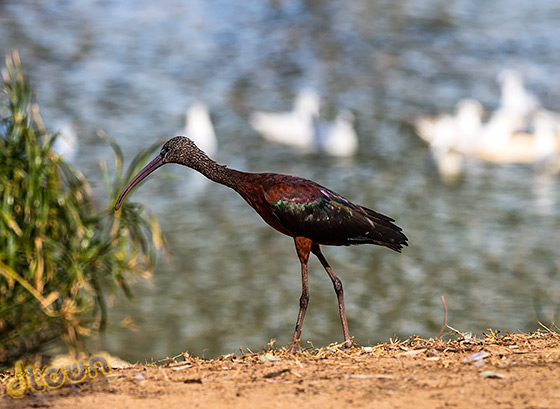 אולימפוס E M1 II – ביקורת מצלמה