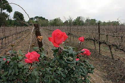 Canon S110 Sample images