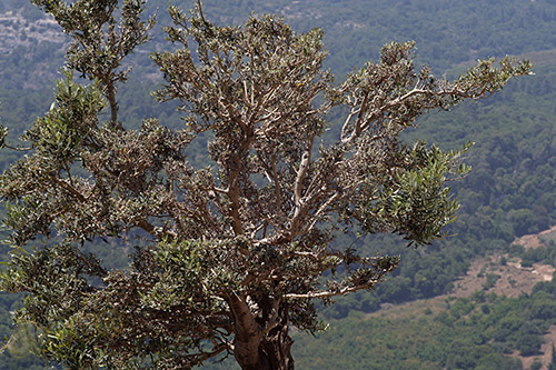 Samyang 85mm f/1.5 Aspherical IF CINE image sample