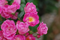 ISO200 F3.2 1/1250