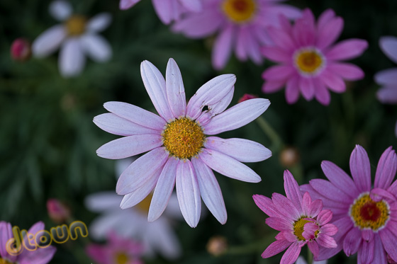 FUJIFILM X-H1 FUJIFILM X-H1
