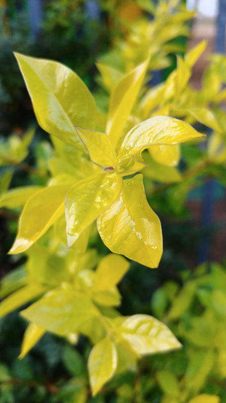 LG-V30 LG-V30
