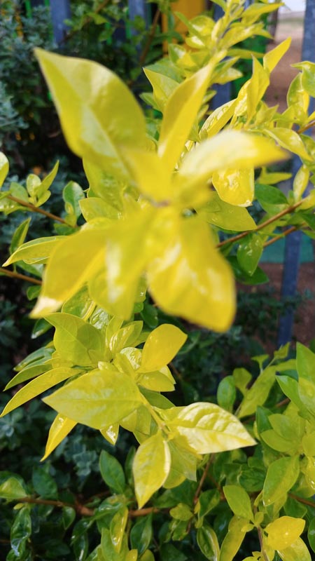 LG-V30 LG-V30